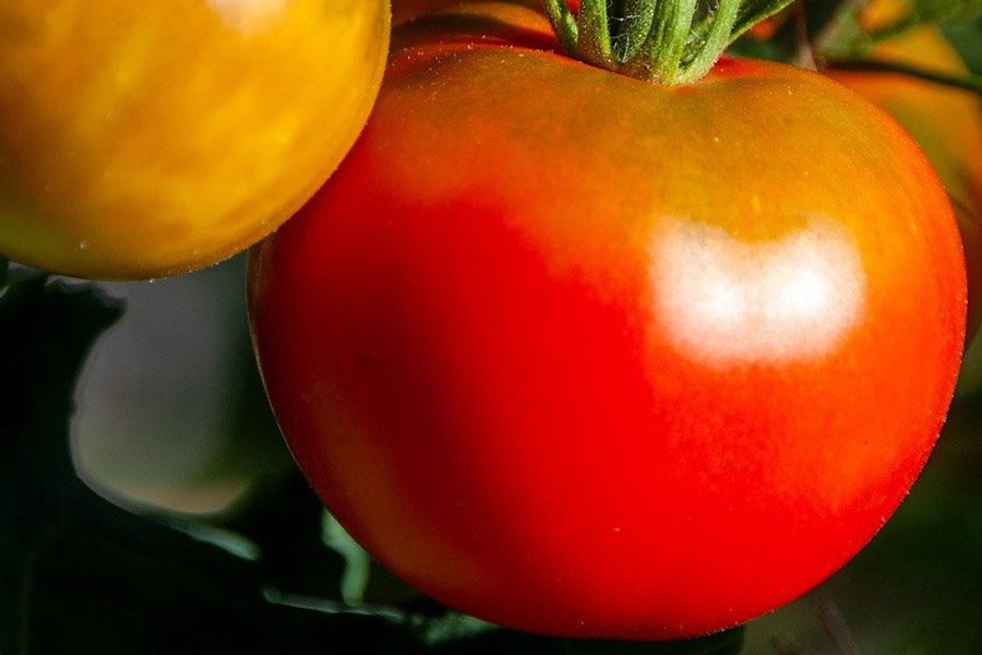 Gemüse große frische Tomaten