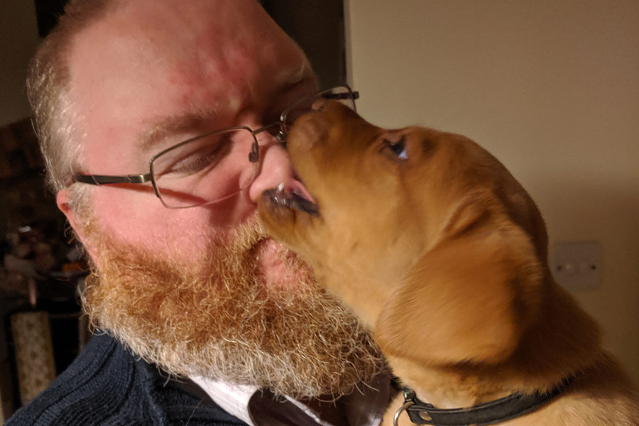 Labrador zorro rojo comiendo la nariz de papá