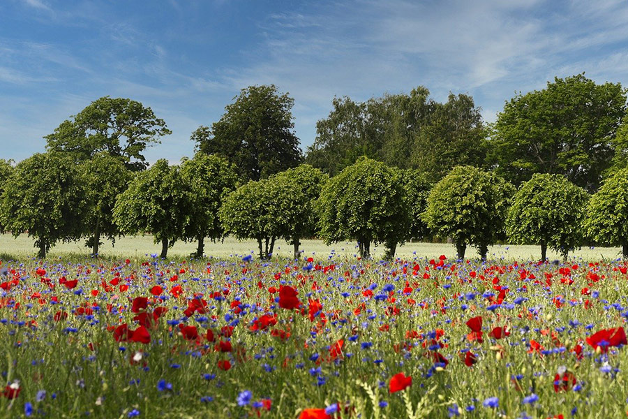 Champ de l'avenue des coquelicots