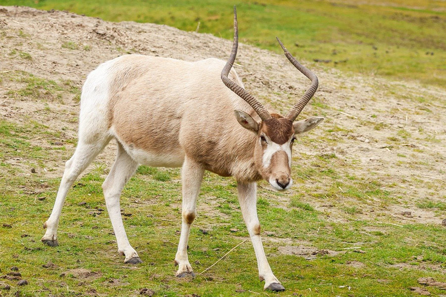 Antílope con cuernos largos