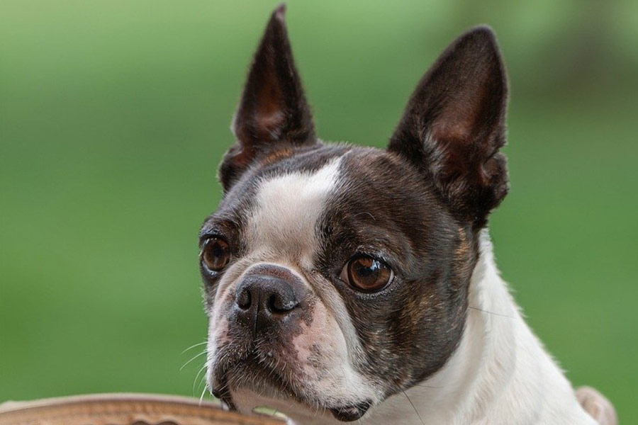 Perro de pura raza boston terrier