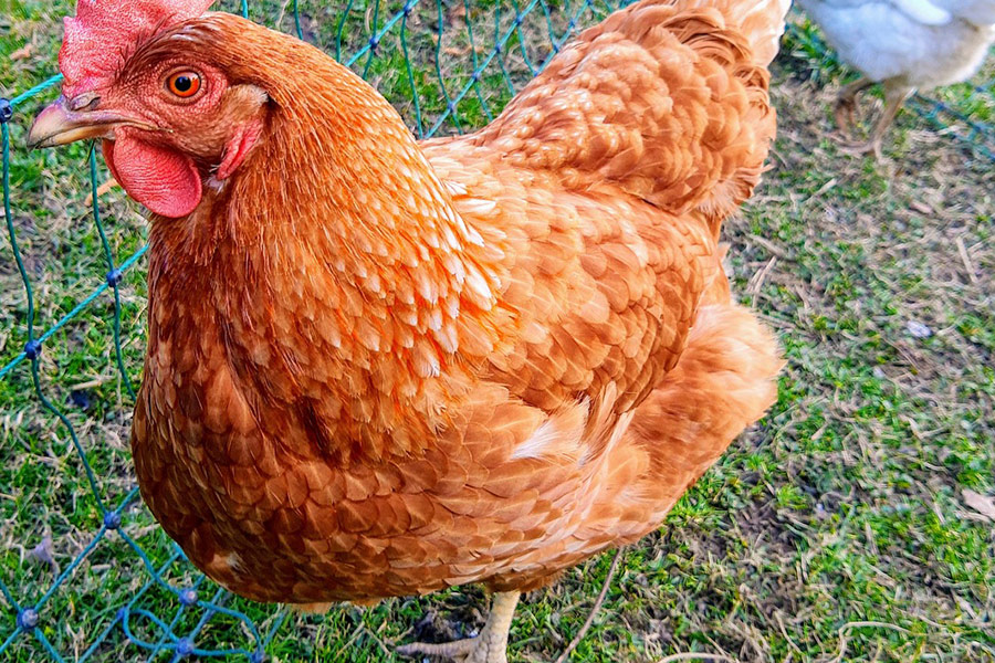 Pollo gallina marrón fresco