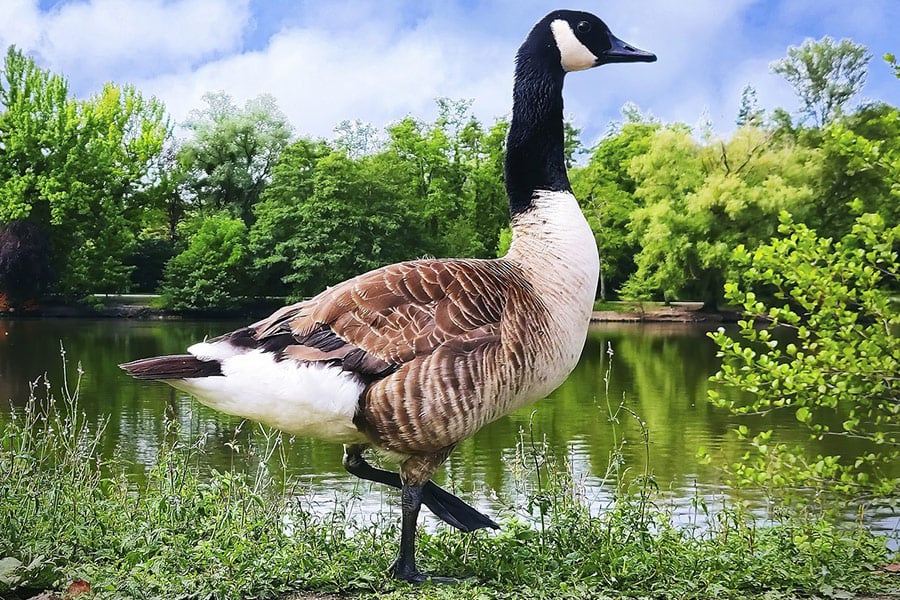 Canadian goose bird