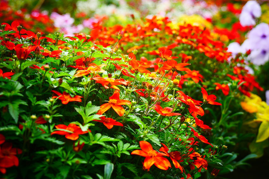 Fleur orange ou rouge
