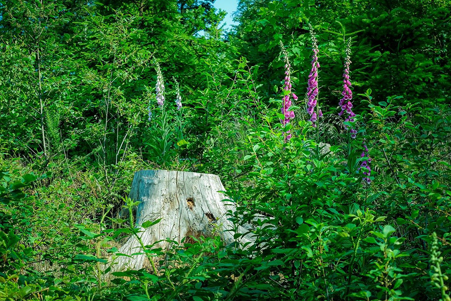 Super green nature background