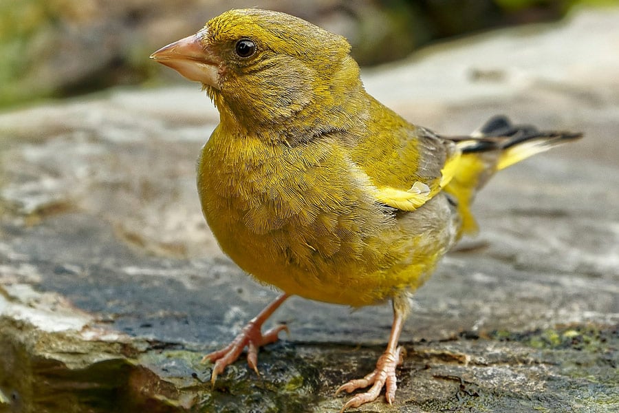 Uccello appollaiato verdone europeo