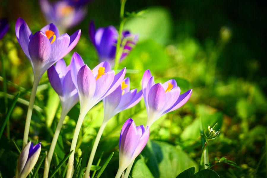 Crocuses flowers blooming spring time