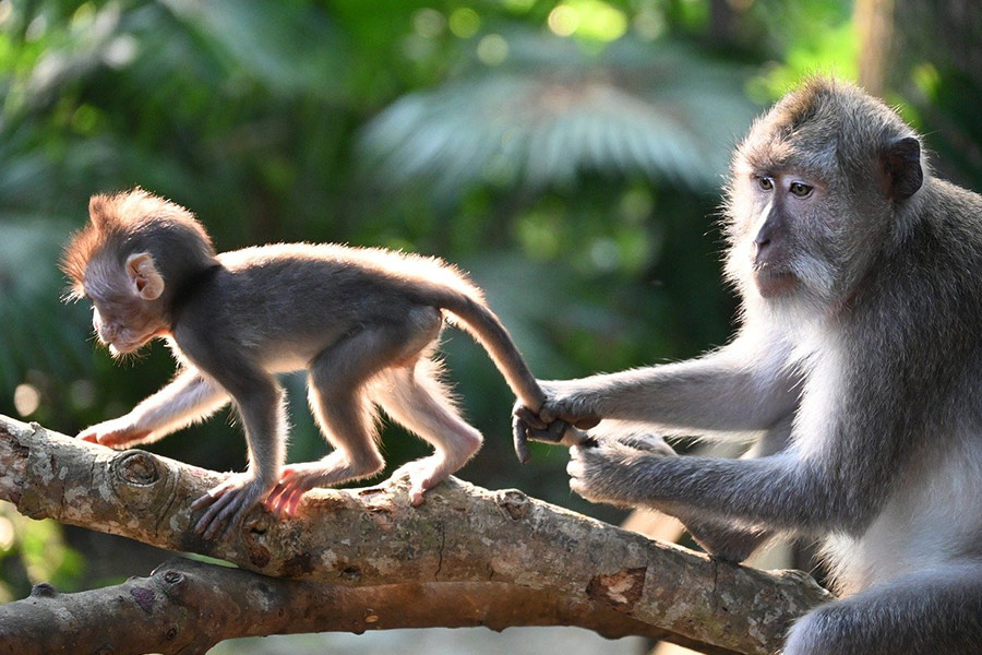 Animal singe macaque