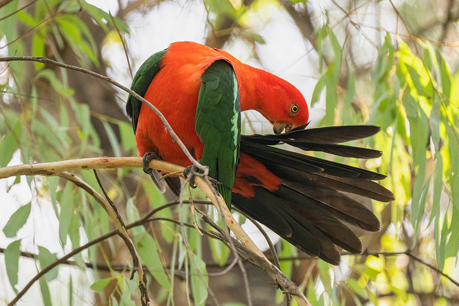 Australian king parrot