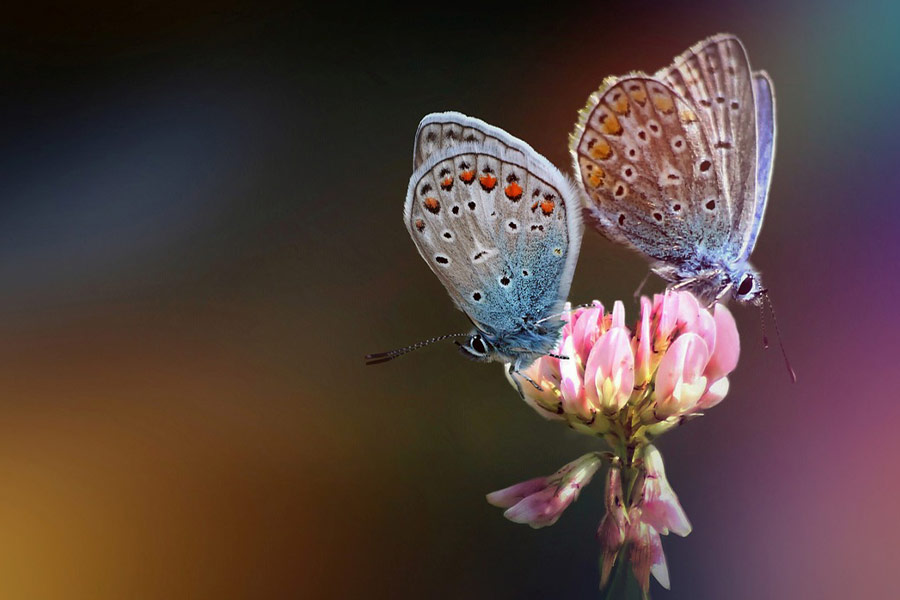 Betäubung mit silberbesetzten blauen Schmetterlingen