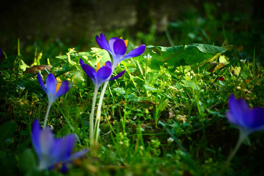 Spring purple flowers