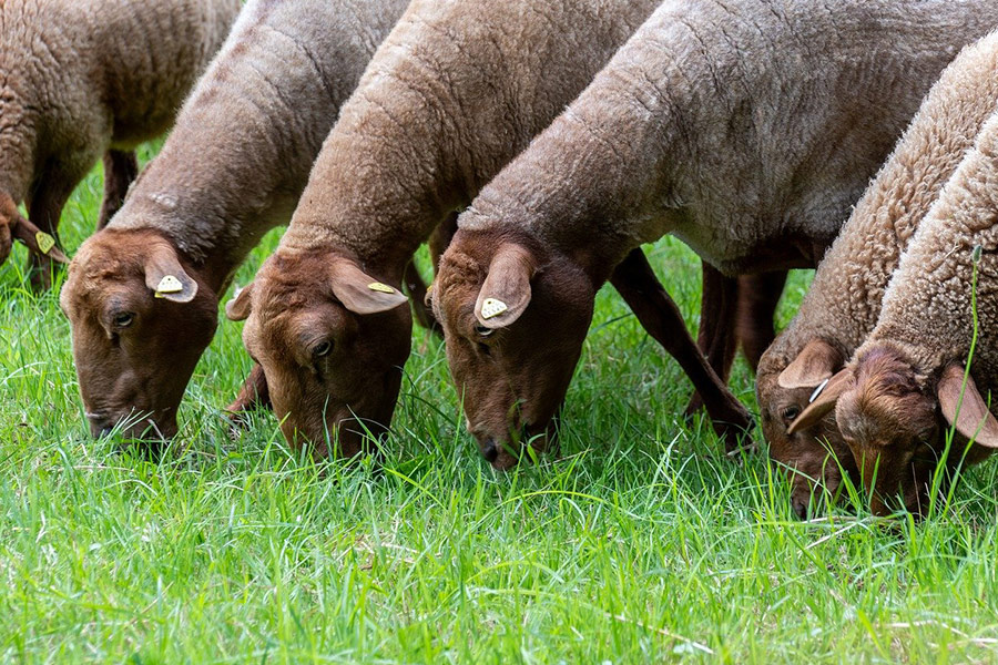 Comer pasto ganado ovejas
