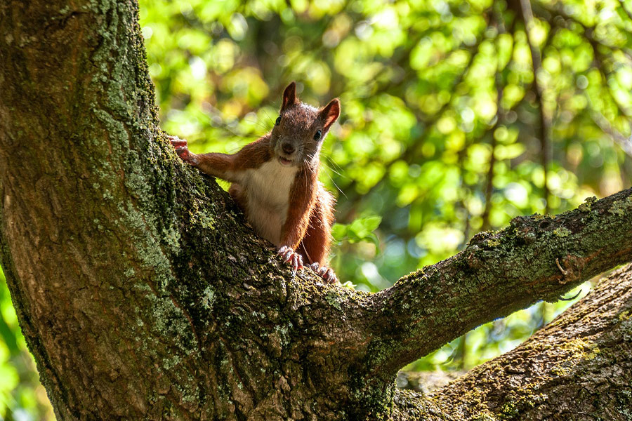 Ardilla un mamífero roedor