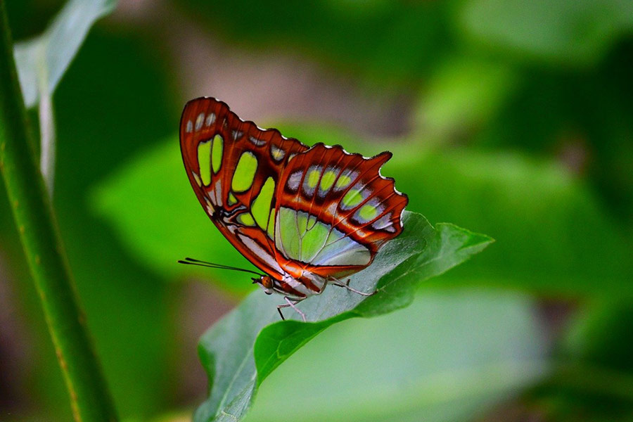 Großer orange-weißer Schmetterling