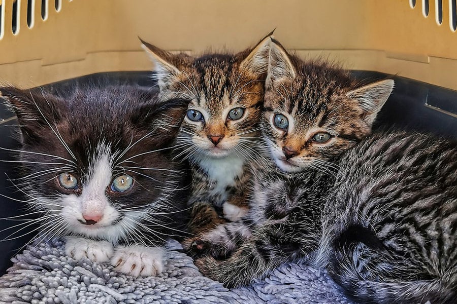 Tres gatitos dentro de una caja para gatos
