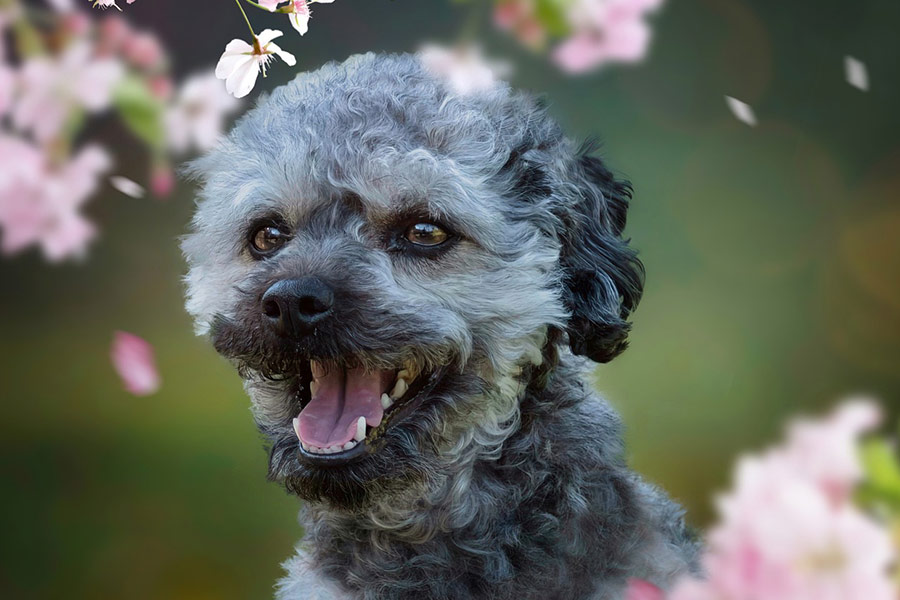 Perro Bolonka zwetna